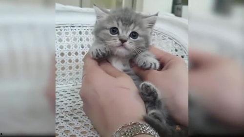 猫咪看的视频,视频中的趣味瞬间