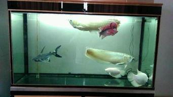 一米长银龙鱼视频,探寻水中珍宝的神秘魅力