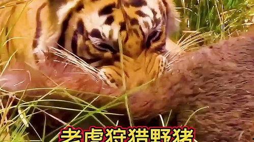 动物世界老虎视频,揭秘老虎的神秘生活