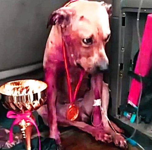 训比特犬视频,从基础到实战的全方位训练揭秘