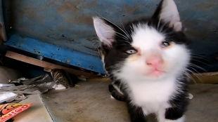 野猫视频,揭秘动物世界的神秘瞬间