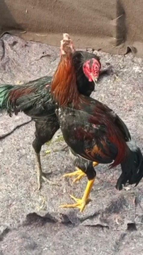 商丘斗鸡视频,千年传承的民间竞技魅力