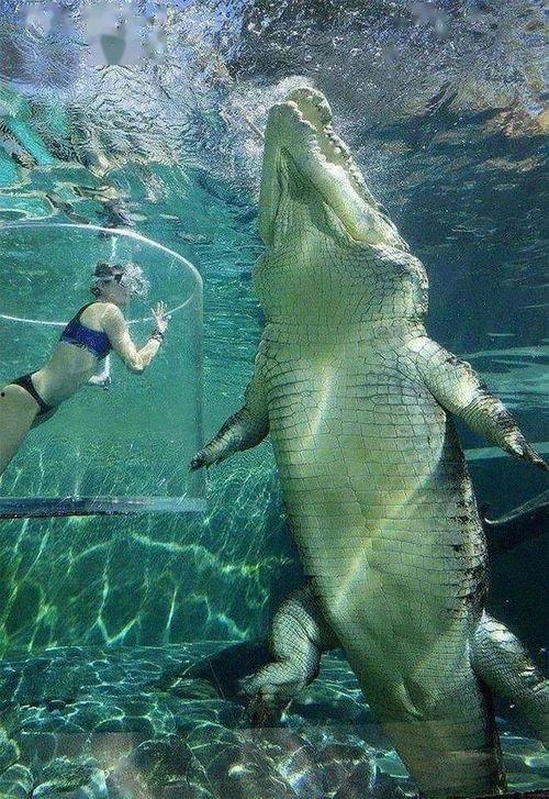 咸水鳄视频,揭秘海洋霸主的生活奥秘