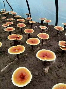 种植灵芝视频,视频带你领略神奇养生之道