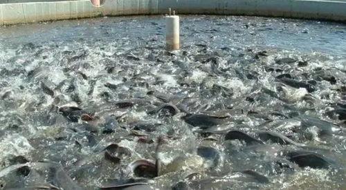 塘虱养殖视频,视频教程带你轻松掌握养殖技巧