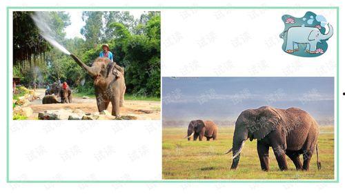 大象喷水视频,揭秘动物世界的清凉一幕