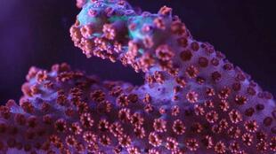 珊瑚视频,探索海洋奇观，揭秘珊瑚生态奥秘