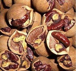 山核桃切片视频