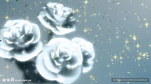 婚礼动态视频,婚礼现场精彩瞬间回顾