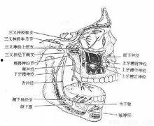 上颌神经阻滞麻醉视频,上颌神经阻滞麻醉操作步骤及要点解析