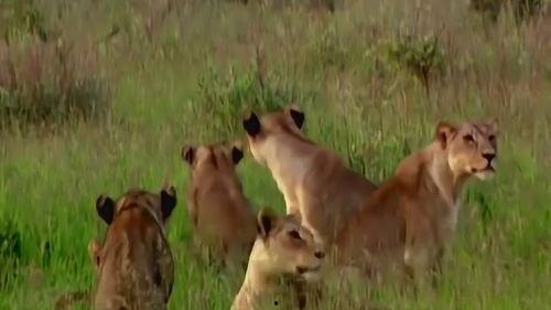 狮子视频自然传奇,自然传奇中的王者风采