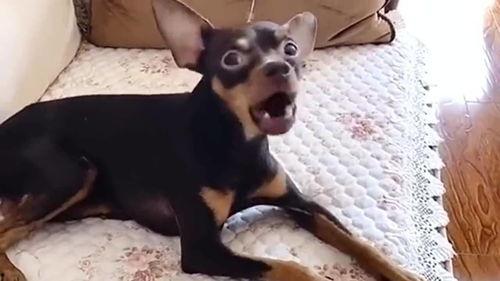 狗的视频和叫声,狗狗欢快视频与叫声集锦